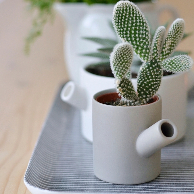 Plantas para sua casa